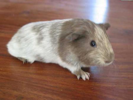 poppey